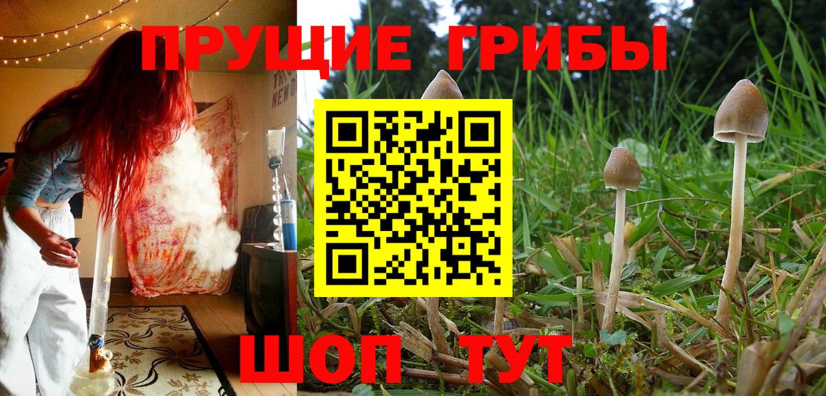 Псилоцибиновые грибы Psilocybine cubensis  Галлюциногенные грибы Cubensis  Вход с VPN  Истра 
